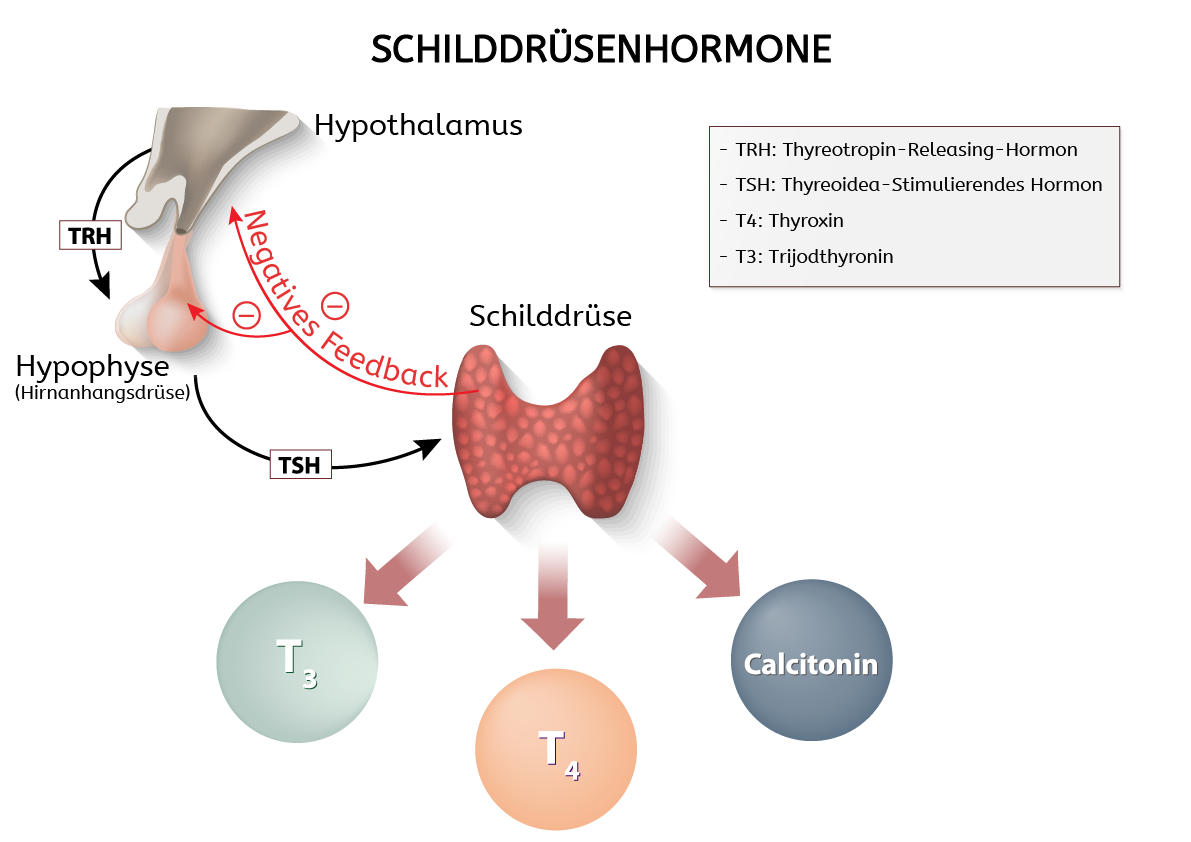 schilddrüsenhormone feedbackzyklus
